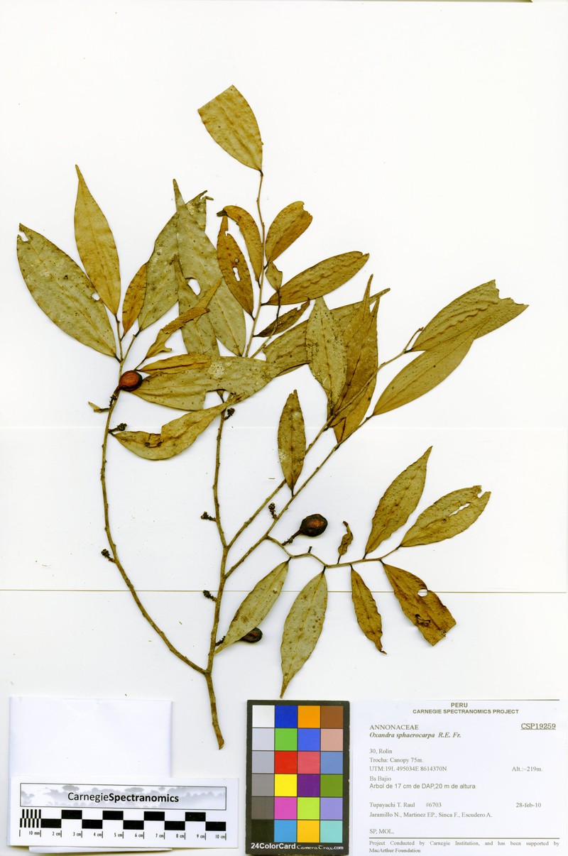 Oxandra sphaerocarpa photo 5