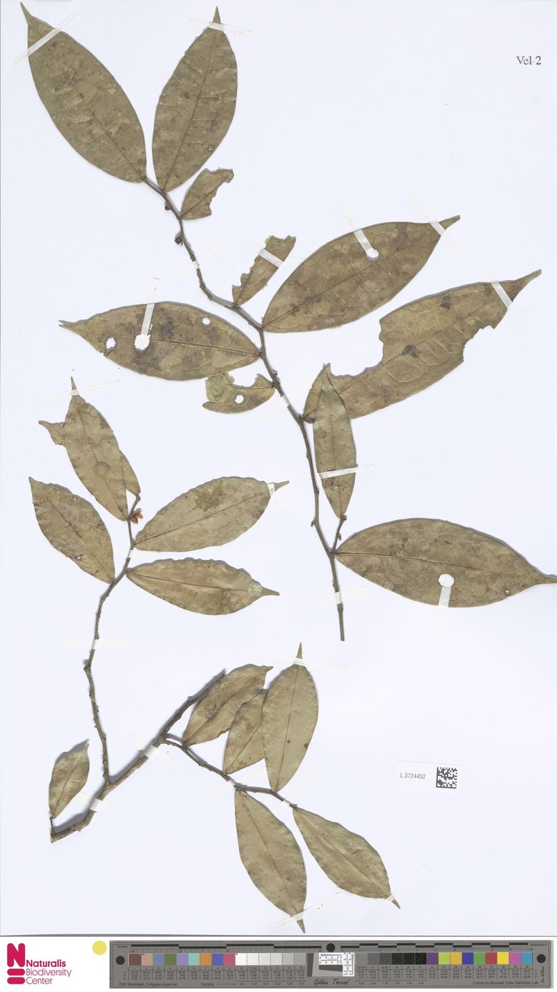 Oxandra surinamensis