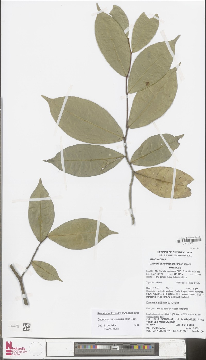 Oxandra surinamensis photo 2