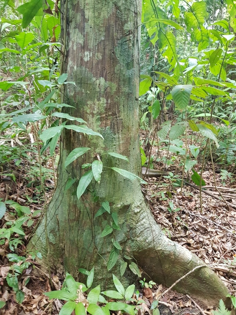 Oxandra venezuelana