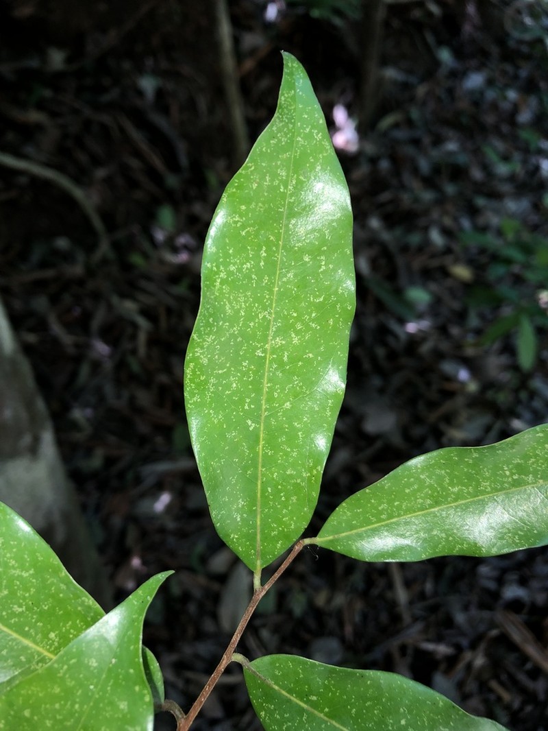 Oxandra venezuelana photo 2
