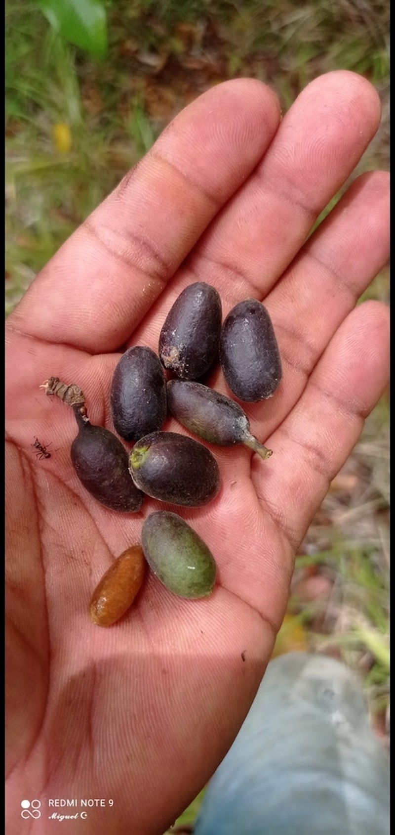 Oxandra venezuelana photo 3
