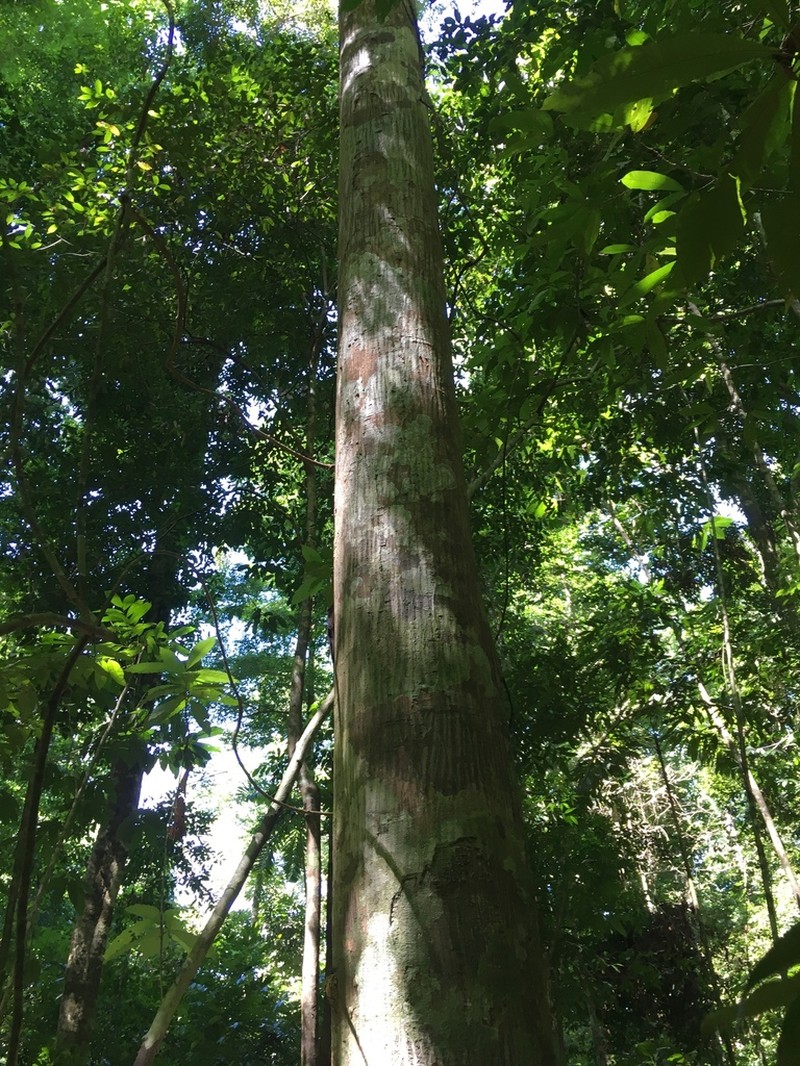Oxandra venezuelana photo 4