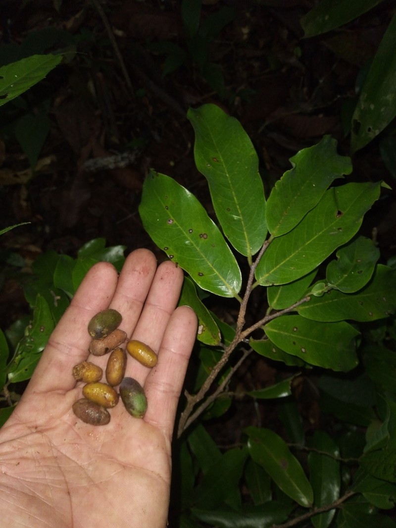 Oxandra venezuelana photo 6
