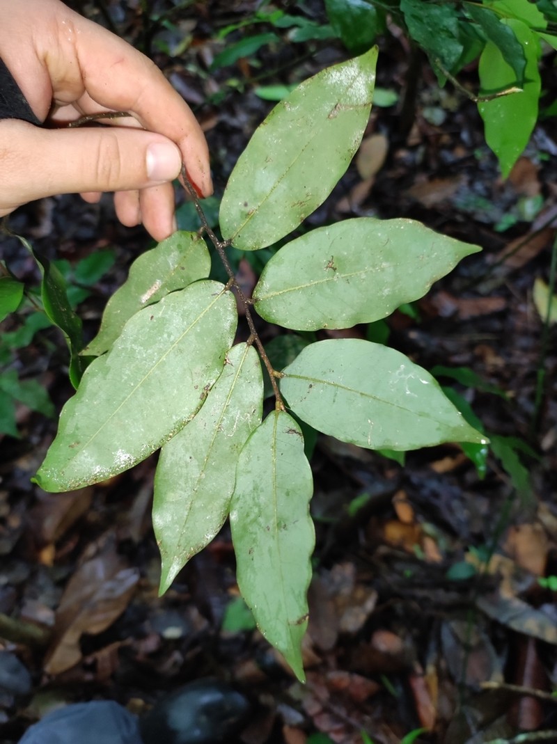 Oxandra venezuelana photo 7