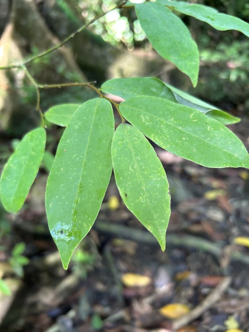 Oxandra venezuelana photo 8