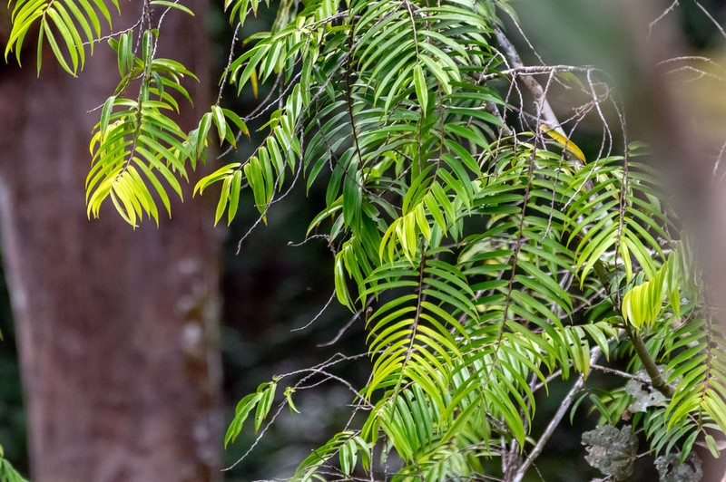 Oxandra xylopioides