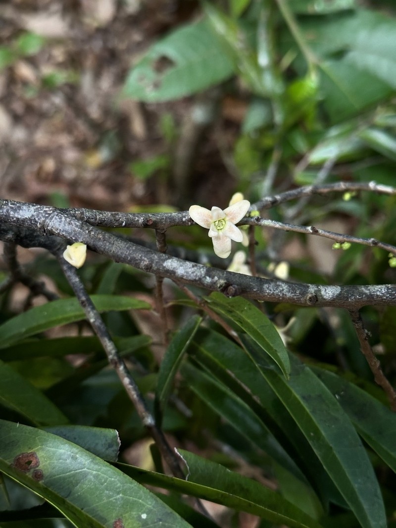 Oxandra xylopioides photo 2