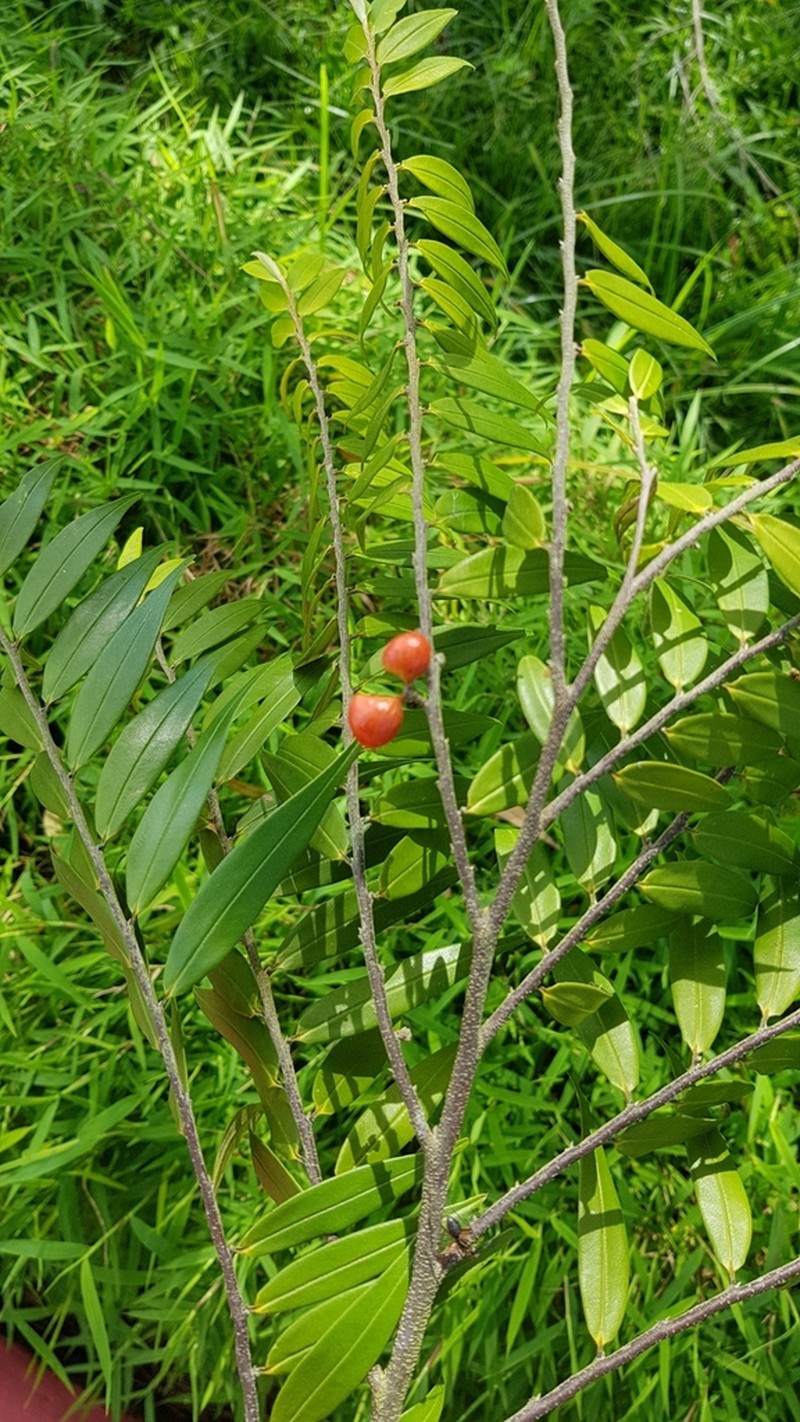 Oxandra xylopioides photo 3