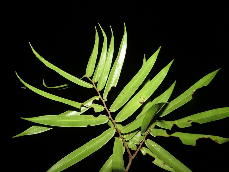 Oxandra xylopioides photo 4