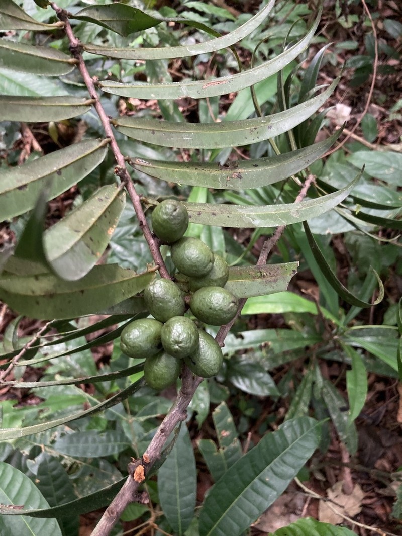 Oxandra xylopioides photo 5