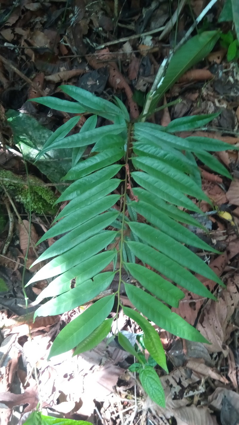 Oxandra xylopioides photo 6