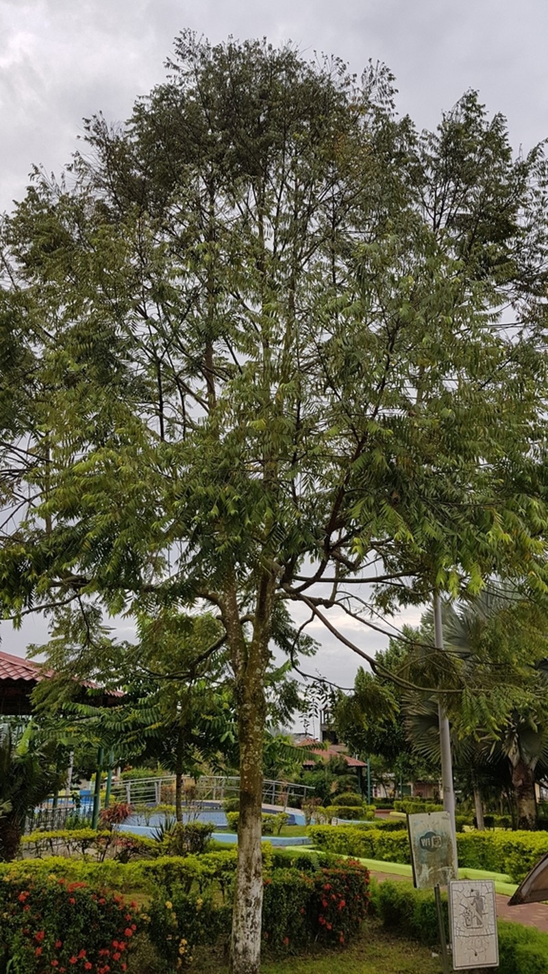 Oxandra xylopioides photo 7