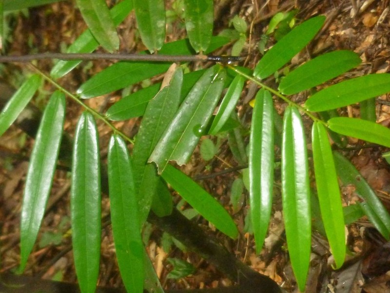 Oxandra xylopioides photo 8