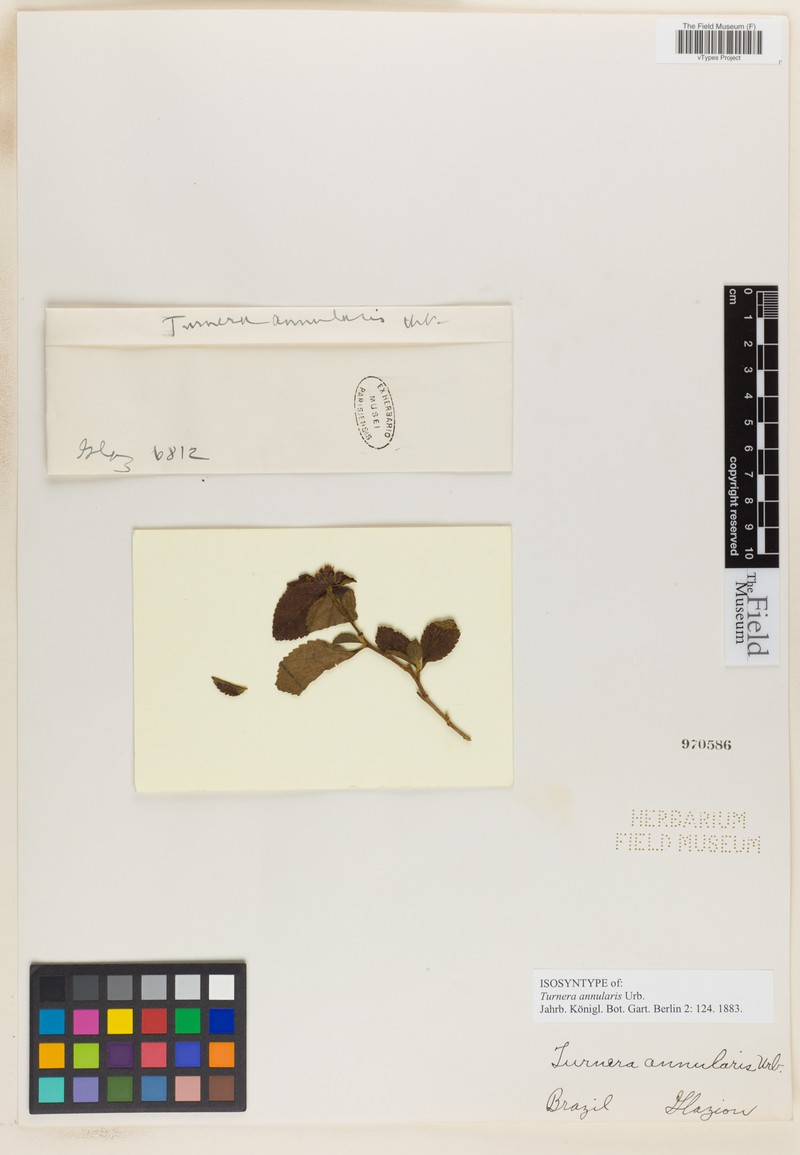 Oxossia annularis