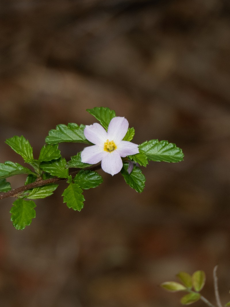 Oxossia calyptrocarpa