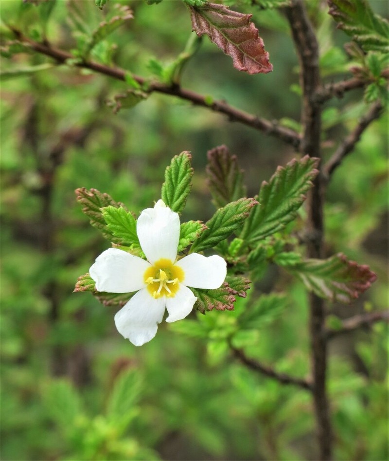 Oxossia calyptrocarpa photo 2