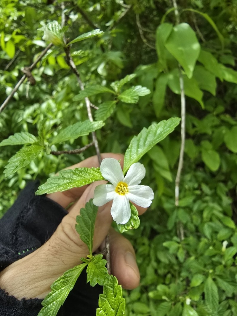 Oxossia calyptrocarpa photo 3