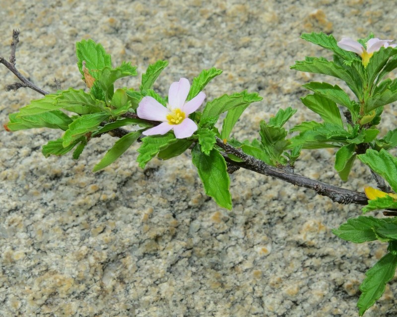 Oxossia calyptrocarpa photo 4