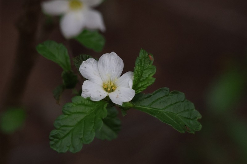 Oxossia calyptrocarpa photo 5