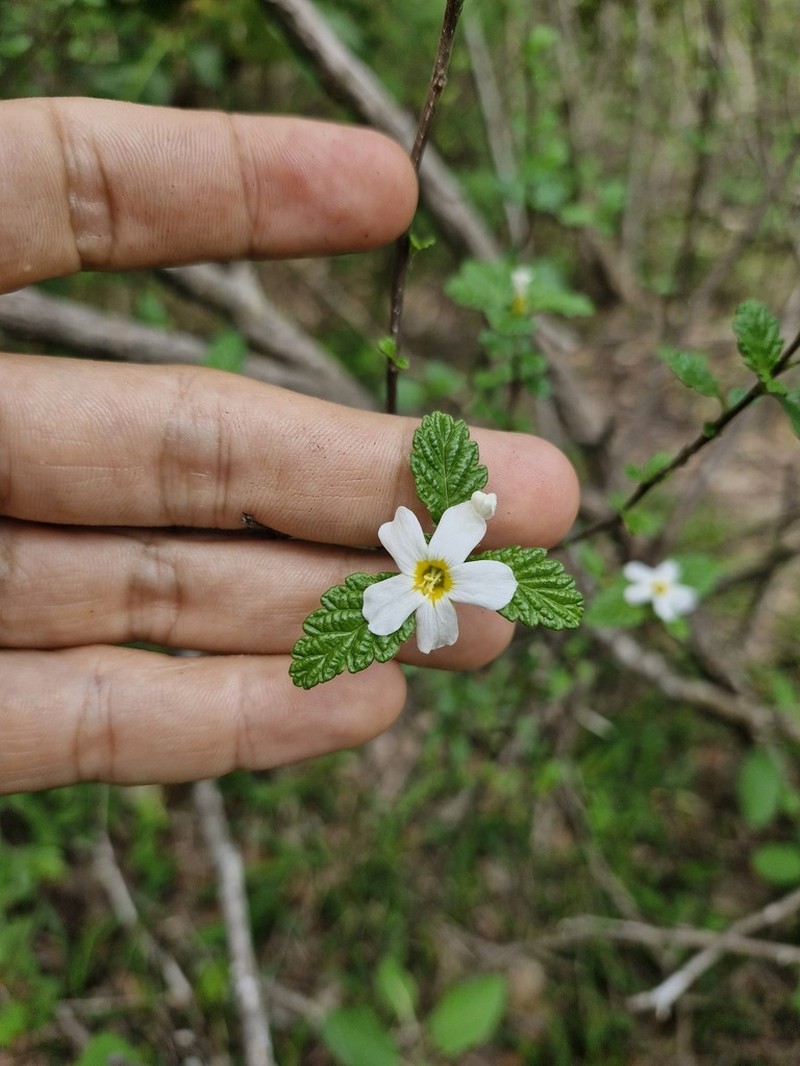 Oxossia calyptrocarpa photo 6