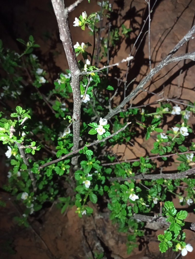 Oxossia calyptrocarpa photo 7