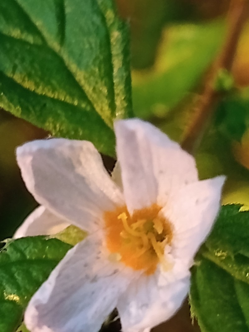 Oxossia calyptrocarpa photo 8