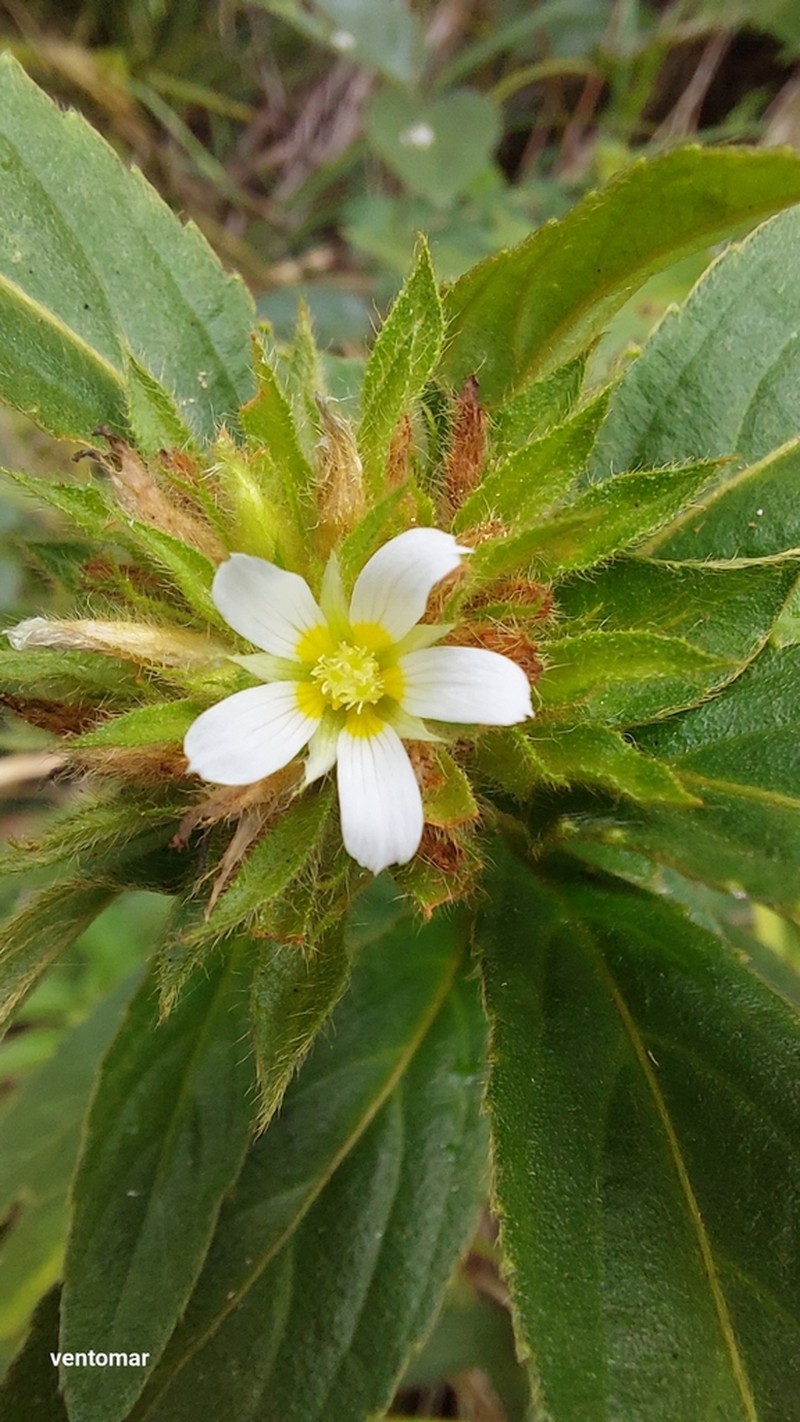 Oxossia capitata