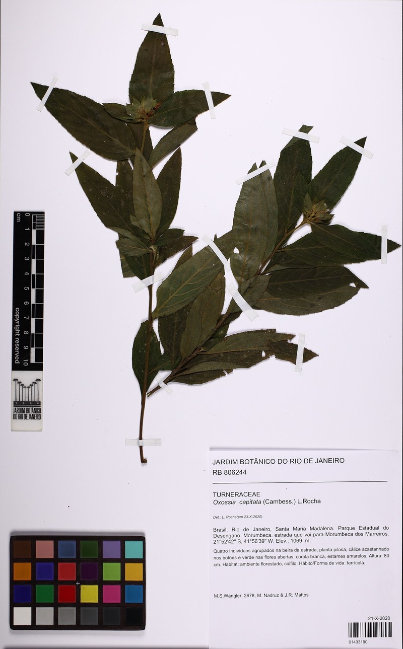 Oxossia capitata photo 2