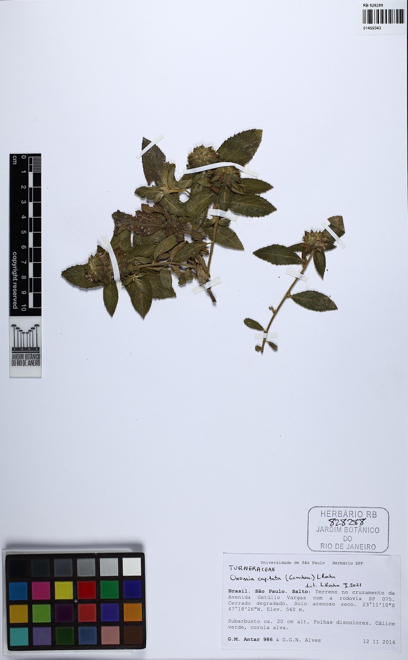Oxossia capitata photo 3