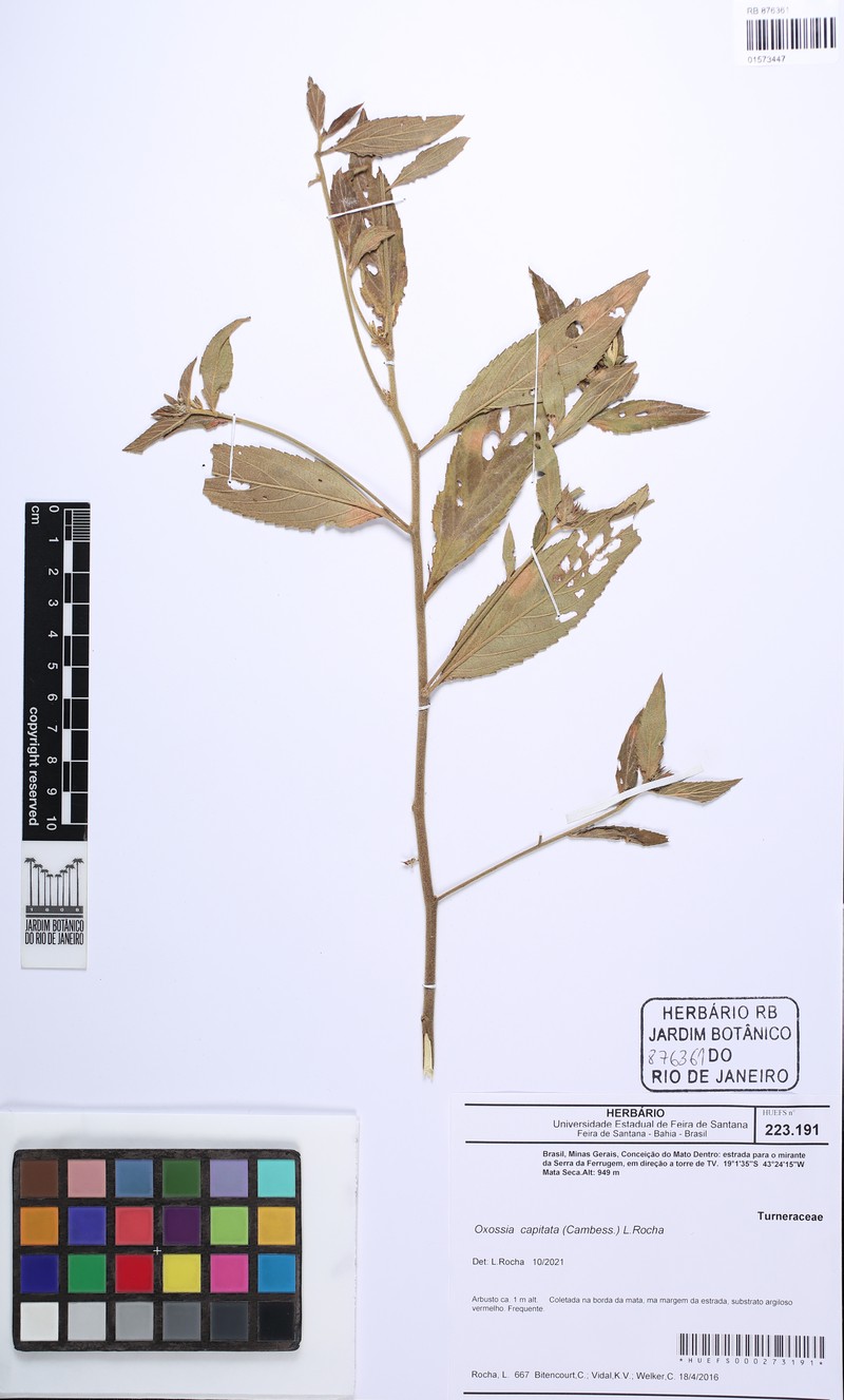 Oxossia capitata photo 4