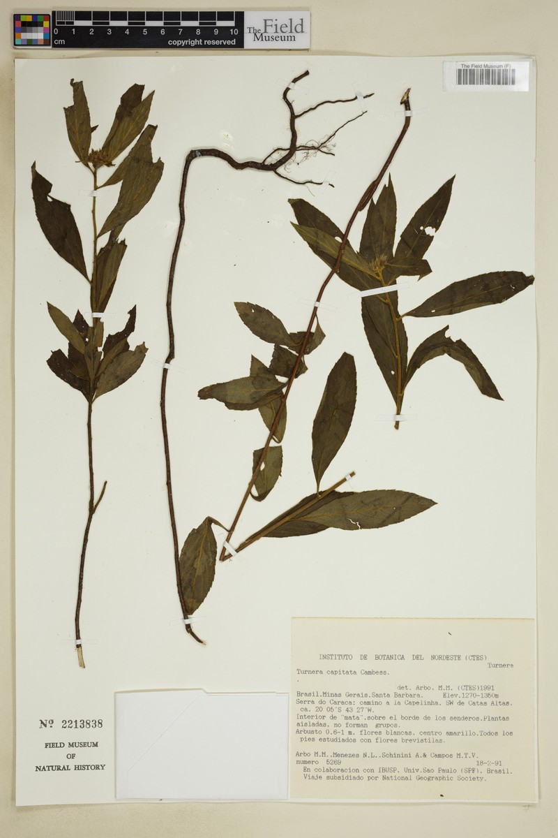 Oxossia capitata photo 5
