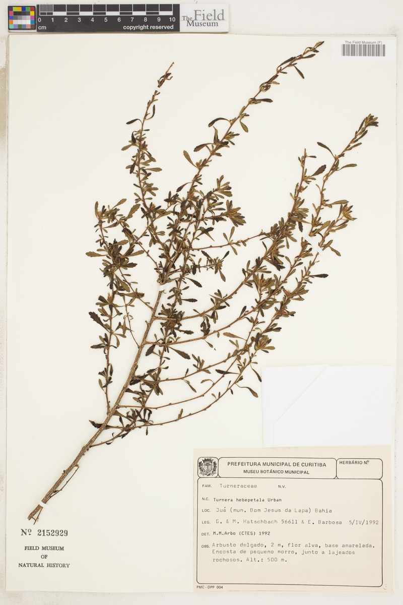 Oxossia hebepetala