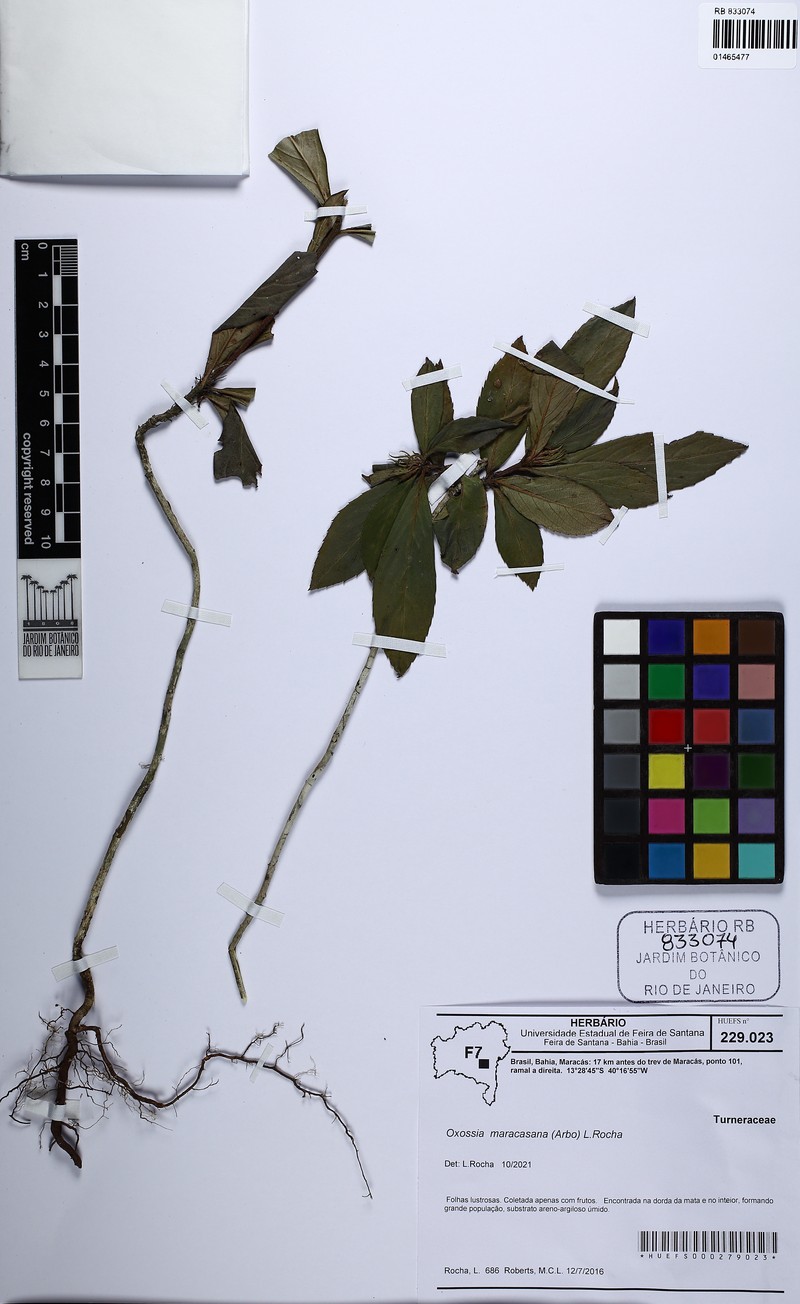 Oxossia maracasana