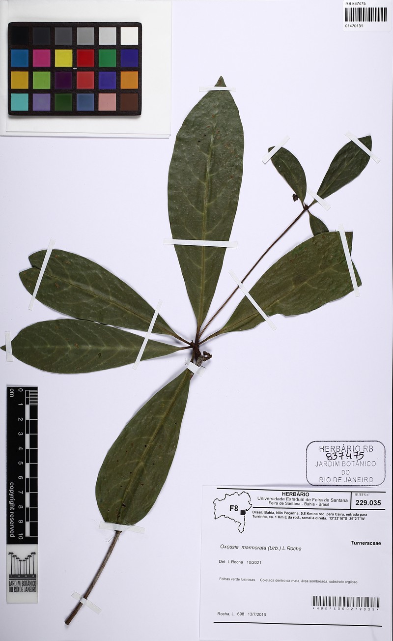 Oxossia marmorata