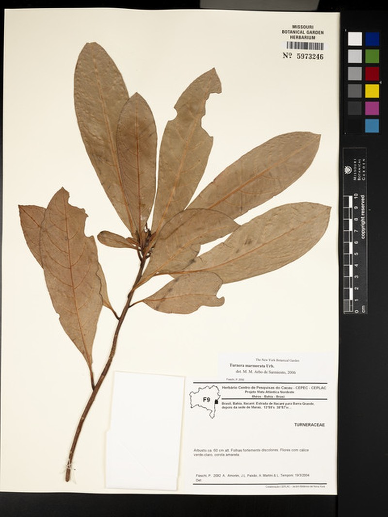 Oxossia marmorata photo 2