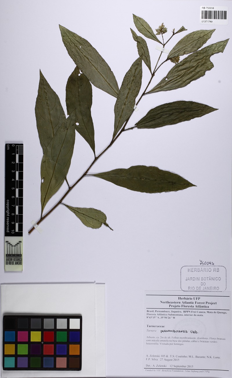 Oxossia pernambucensis