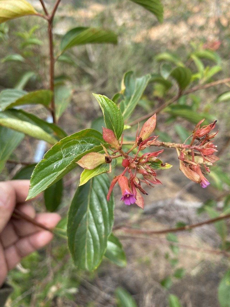 Oxossia rubrobracteata