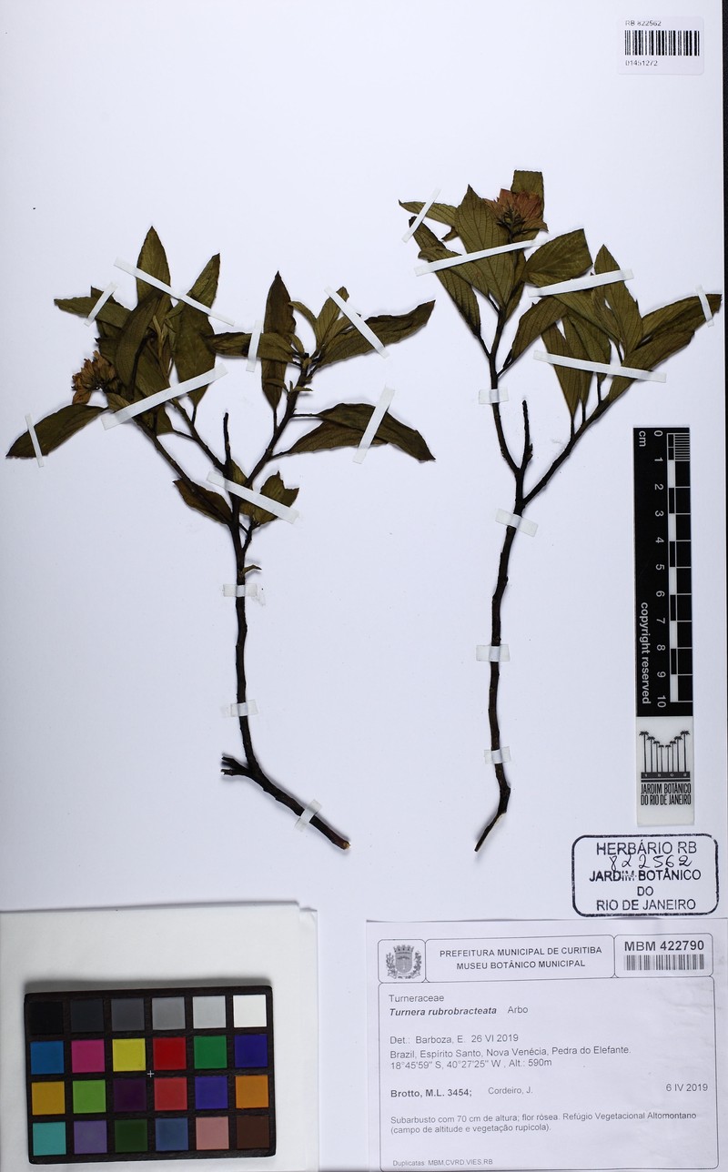 Oxossia rubrobracteata photo 3