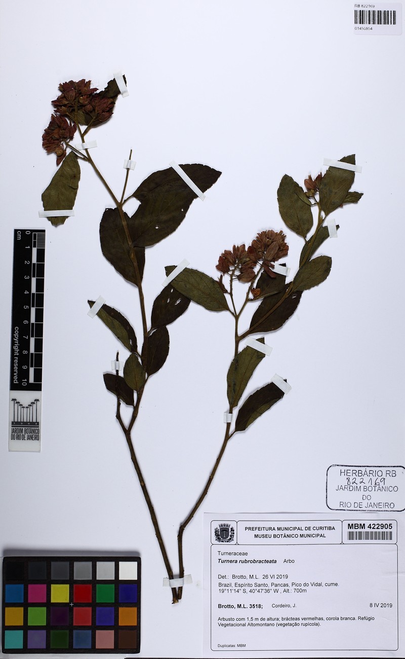 Oxossia rubrobracteata photo 4