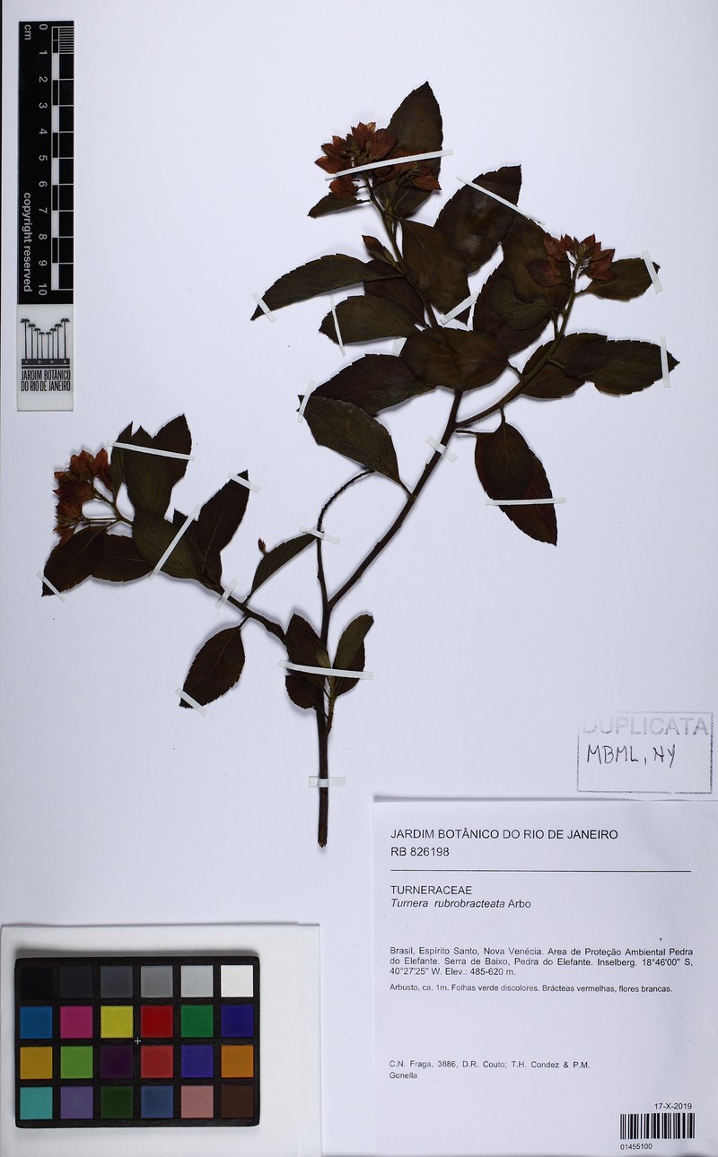 Oxossia rubrobracteata photo 5