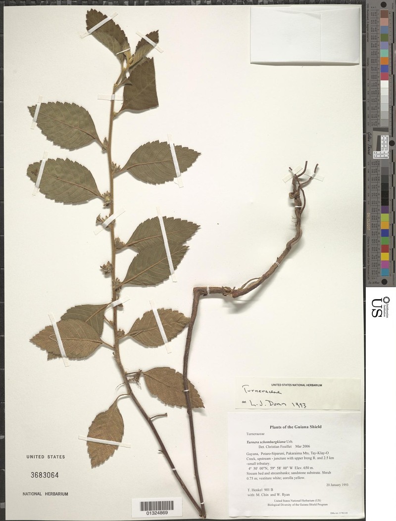 Oxossia schomburgkiana