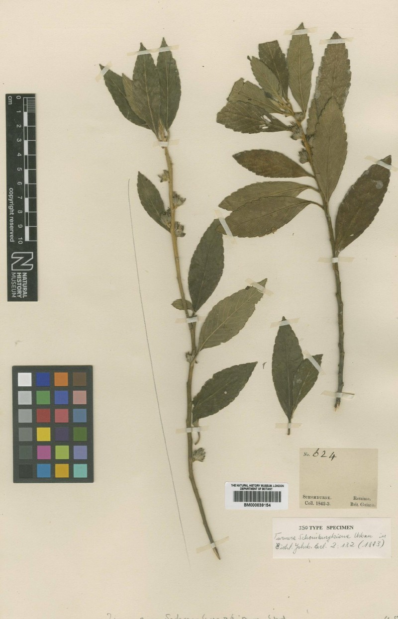 Oxossia schomburgkiana photo 2