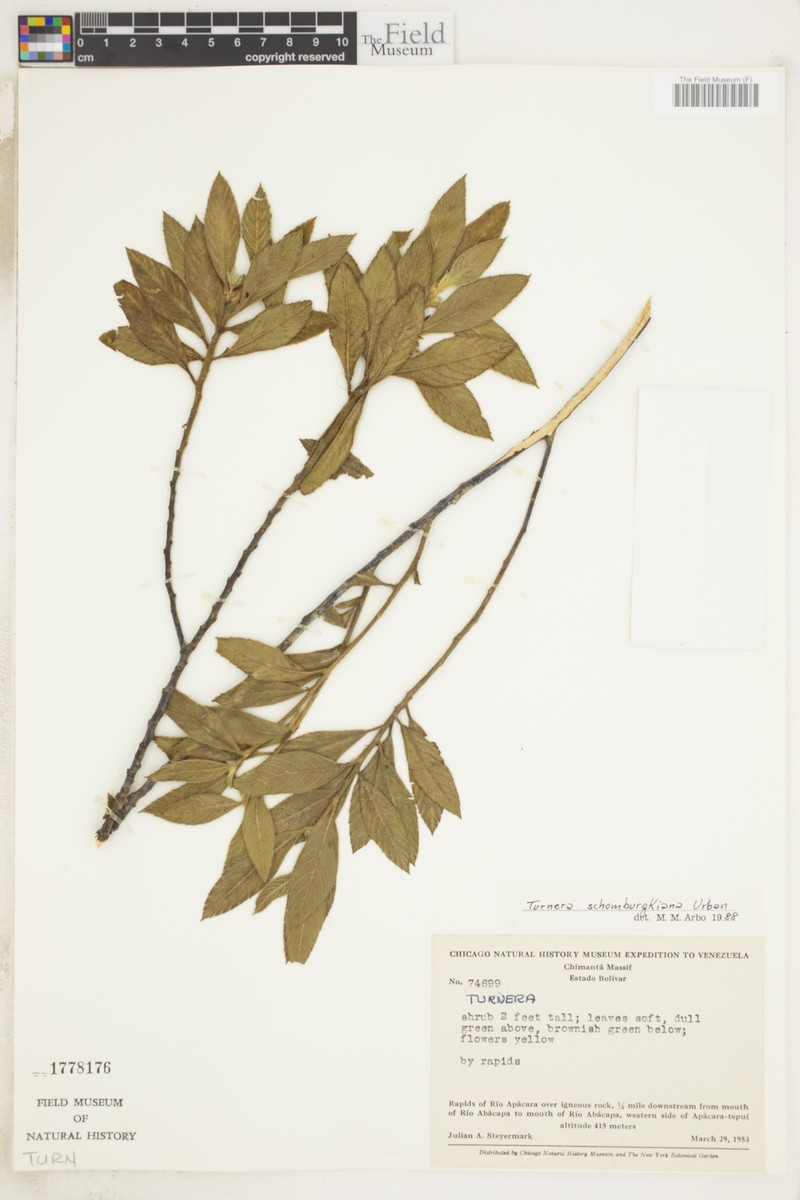 Oxossia schomburgkiana photo 3