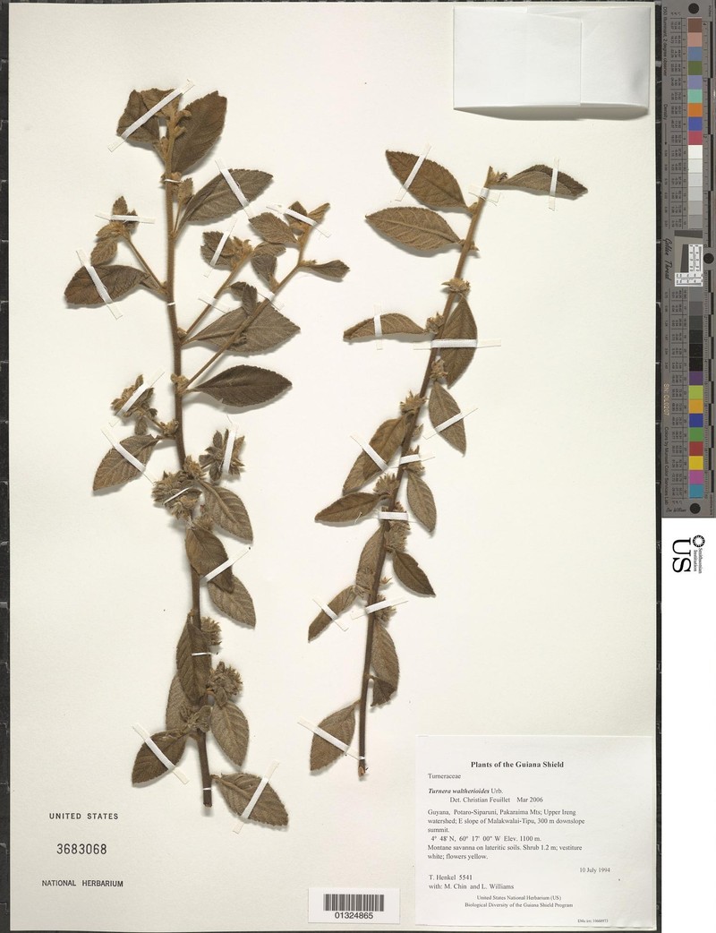 Oxossia waltherioides