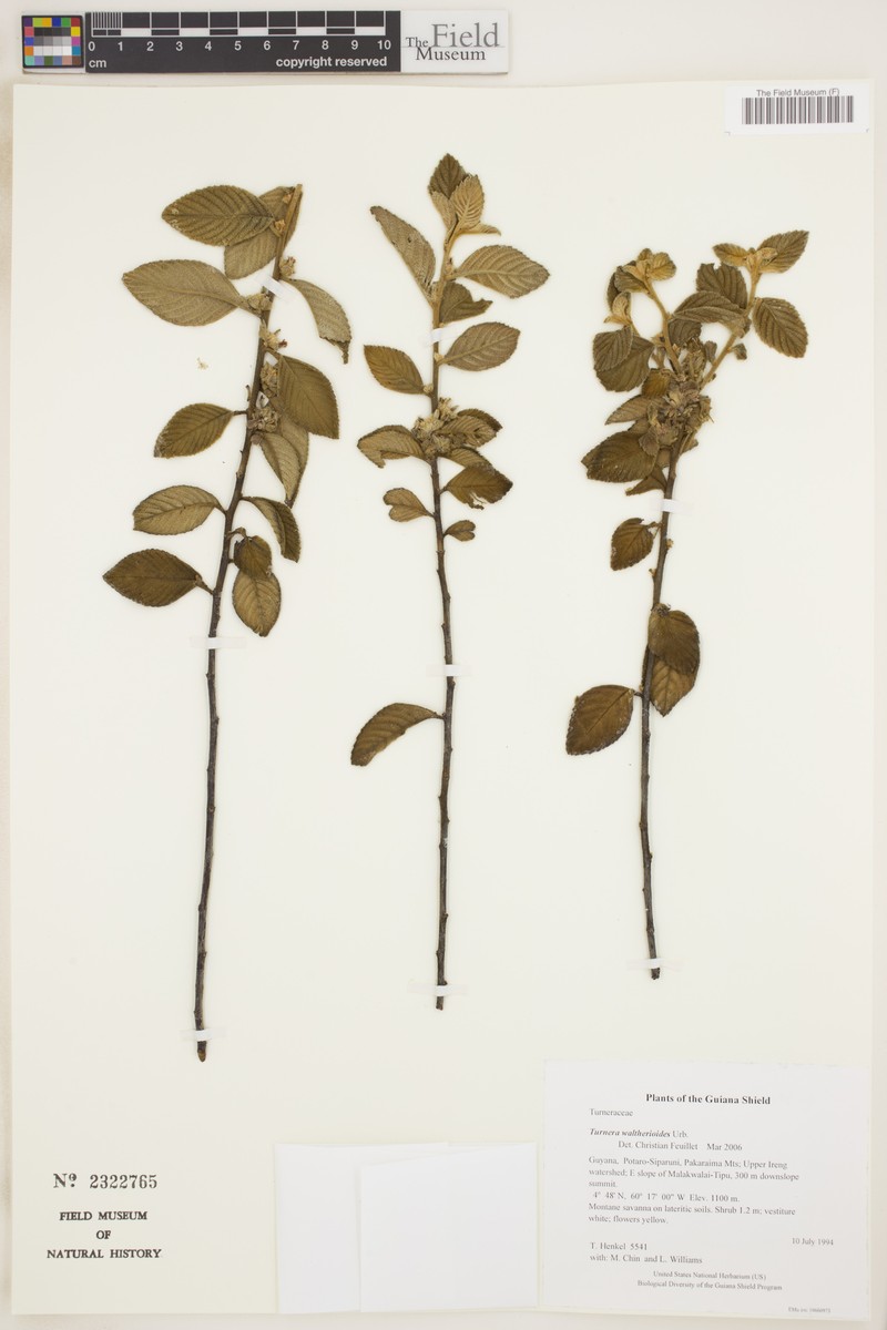 Oxossia waltherioides photo 2