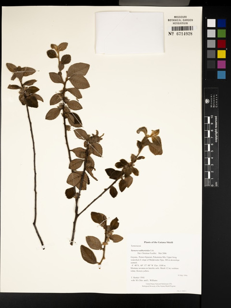 Oxossia waltherioides photo 3