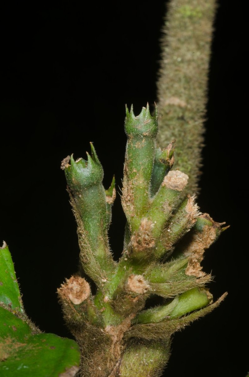 Oxyanthus andjigae