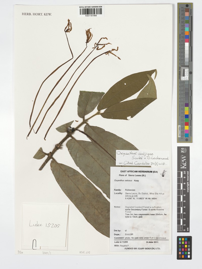 Oxyanthus andjigae photo 2