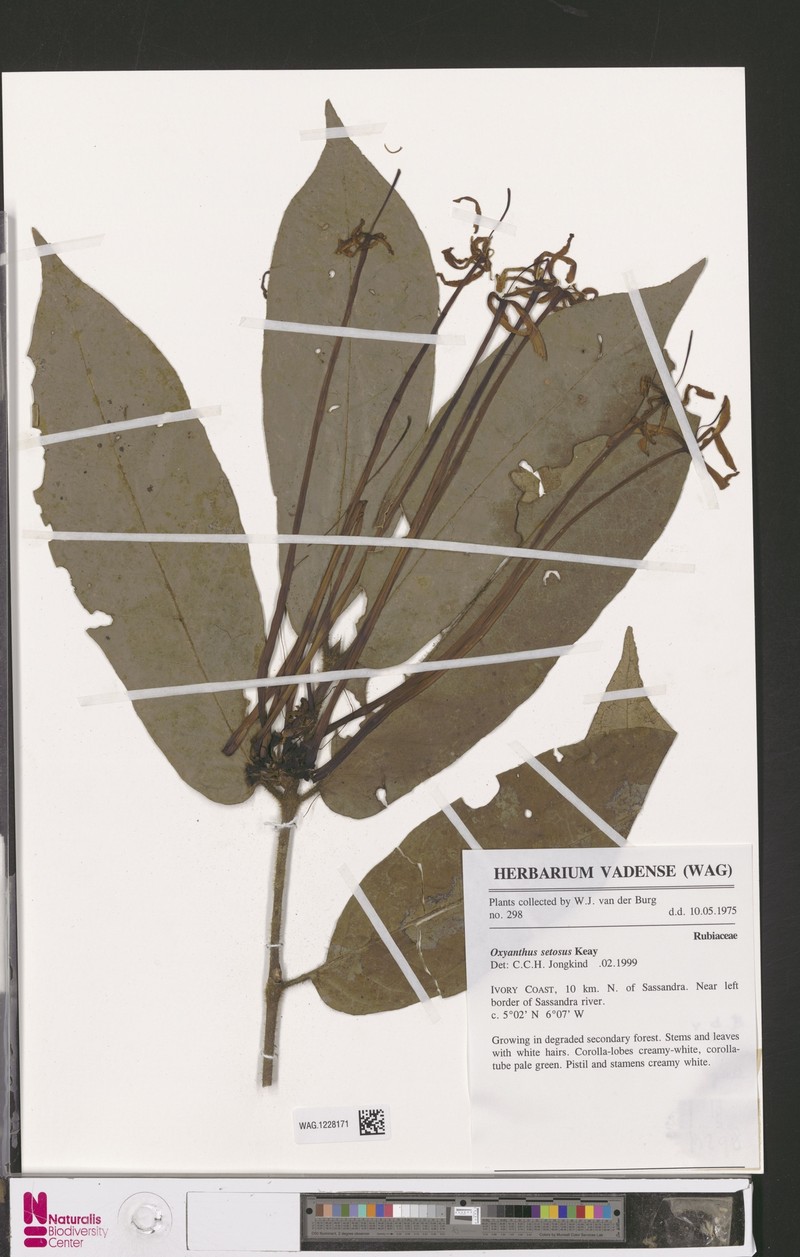 Oxyanthus andjigae photo 3
